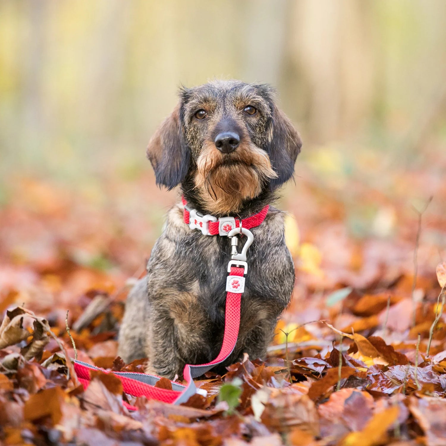 Collars & Leashes