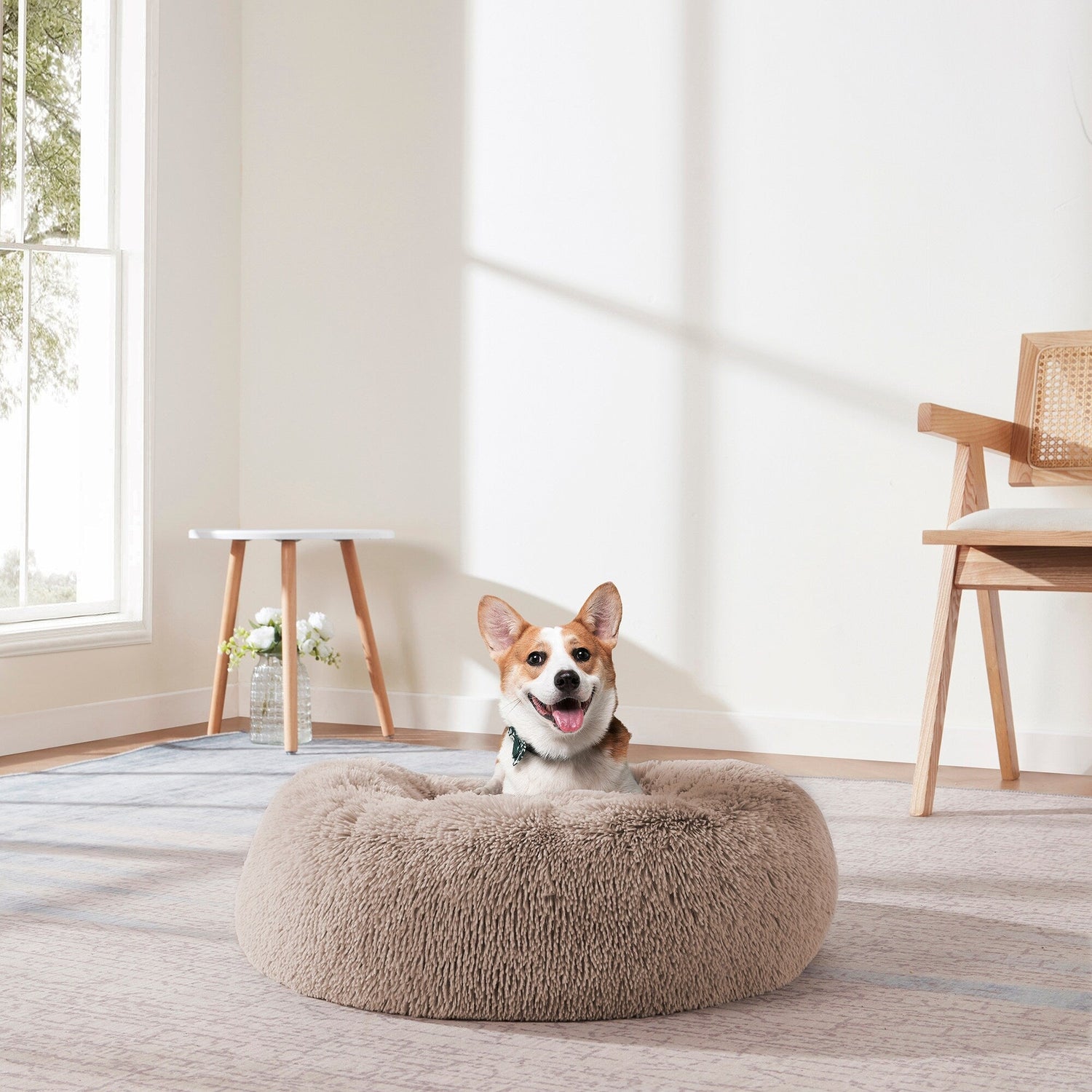 Dog Beds